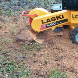 Frezarka do pni drzew marki LASKI F460 E/27 w trakcie pracy, usuwająca pień po ściętym drzewie, otoczona mokrymi wiórami i resztkami po cięciu.