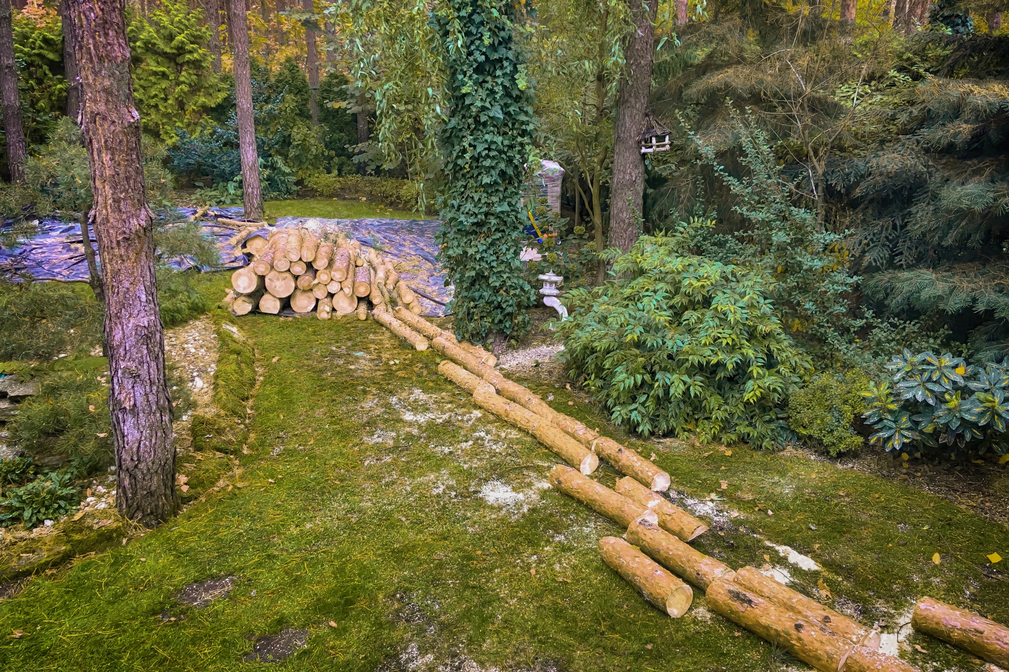 wycinka drzew, zrębkowanie