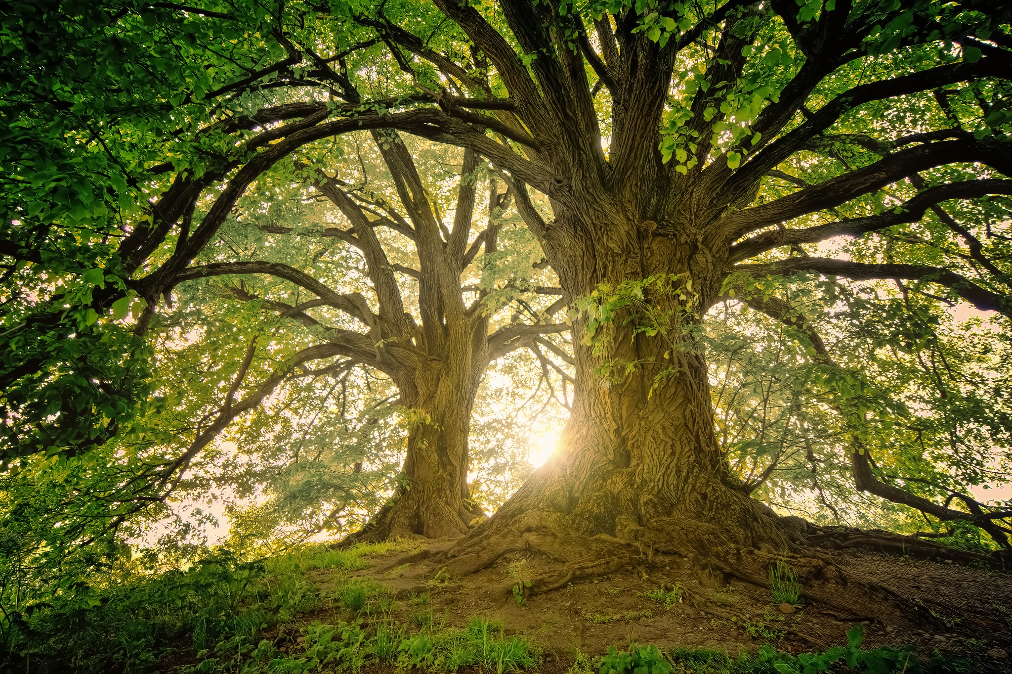 Dwa potężne drzewa liściaste z rozłożystymi koronami, oświetlone promieniami słońca przebijającymi się przez gałęzie, widoczne z perspektywy żabiej z dołu, z korzeniami wystającymi ponad poziom...