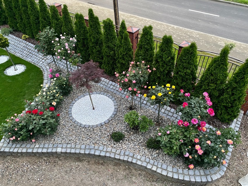 Ujęcie z góry na starannie zagospodarowany ogród z równo przyciętymi tujami wzdłuż ogrodzenia, różnokolorowymi krzewami róż i ozdobnymi okrągłymi rabatami wysypanymi białym kamieniem, obramowanymi...