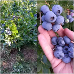Krzew bor&oacute;wki amerykańskiej z dojrzałymi owocami, część zebranych bor&oacute;wek trzymana w dłoni.