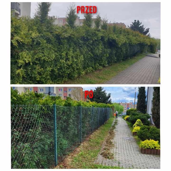 Porównanie stanu żywopłotu przed i po formowaniu w Bielsko-Białej, widoczne przycięte gałęzie i wyrównana linia krzewów.