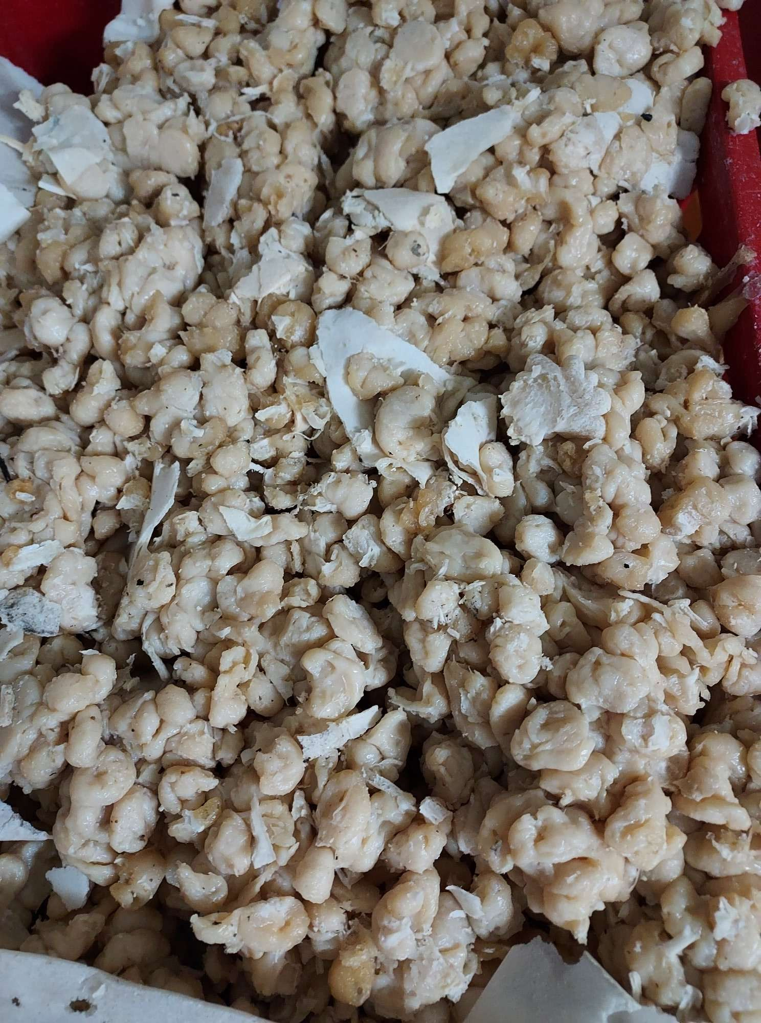 Kłosy zebrane w Stąporkowie, częściowo połamane, w jasnym odcieniu, widoczne białe fragmenty łusek.