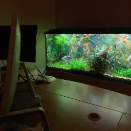 Biurko z akwarium z rybkami i roślinami, monitor komputera w tle, widok z boku.