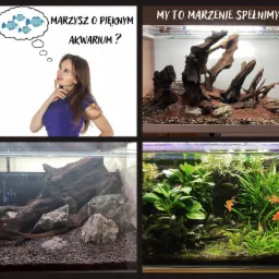 Kolaż: Kobieta marząca o akwarium, surowe akwarium z korzeniami i kamieniami, oraz bujne akwarium z roślinami i rybami.