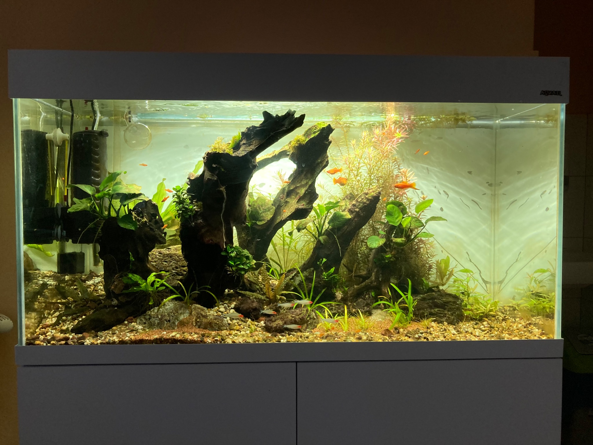 Nowoczesne akwarium z aranżacją korzeni, roślin wodnych i stadkiem neonów czerwonych oraz innych ryb, filtr wewnętrzny widoczny w lewym górnym rogu.