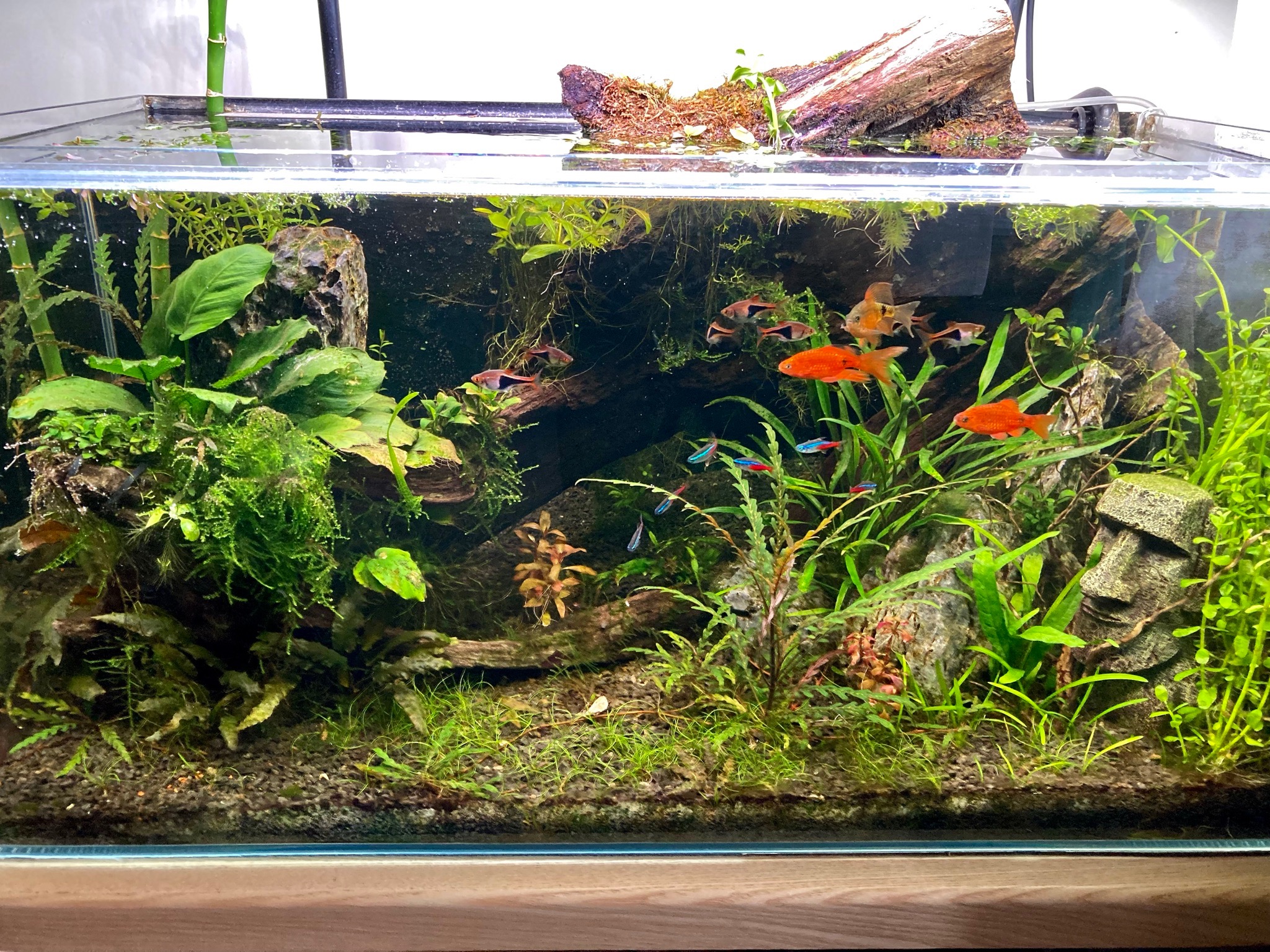 Akwaterrarium z tropikalną roślinnością, korzeniami, kamieniami, dekoracją w kształcie głowy Moai oraz pływającymi rybami w kolorach czerwonym, niebieskim i czarnym.