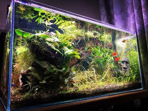 Gęsto obsadzony roślinami akwarium z dekoracją w postaci kamiennej głowy Moai, oświetlone fioletowym światłem, z widocznymi czerwonymi rybkami.