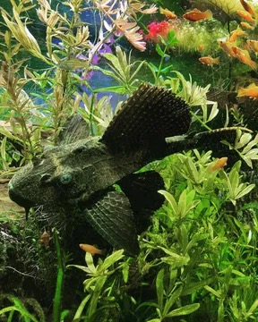 Zbrojnik niebieski (Pterygoplichthys pardalis) wśród roślin akwariowych, oświetlony od góry, na tle kolorowych rybek i dekoracji akwariowych.