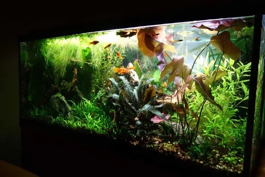 Szeroki akwarium z bujną roślinnością wodną, licznymi rybkami w odcieniach pomarańczy i brązu, oraz dekoracyjnymi korzeniami na dnie.