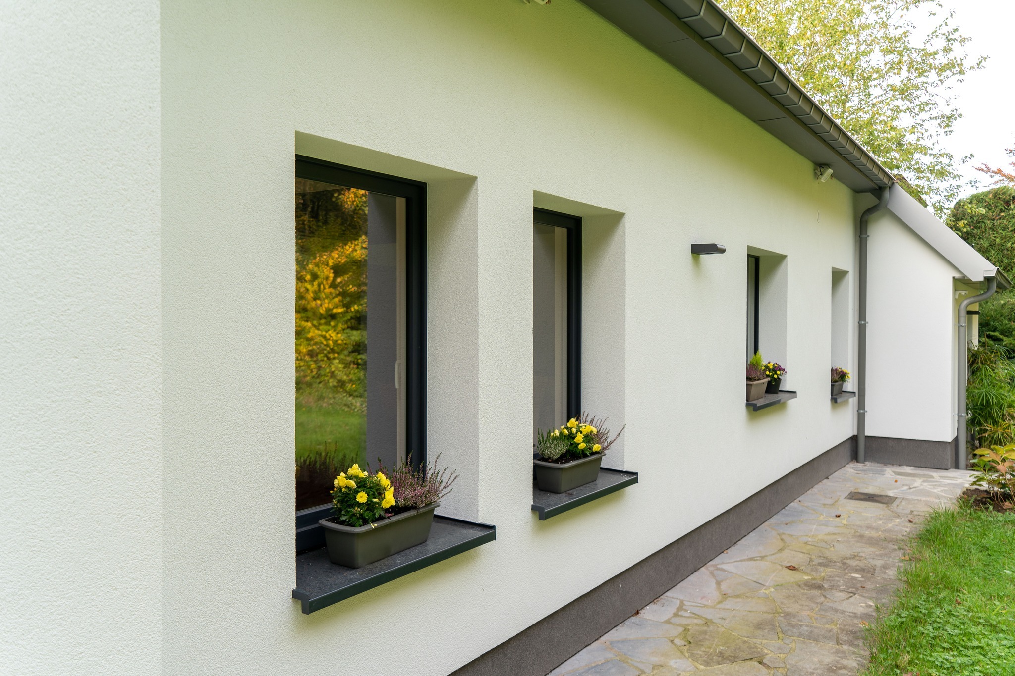 Elewacja domu z trzema oknami z czarnymi ramami, na parapetach doniczki z żółtymi kwiatami i wrzosem, widok z boku na kamienny chodnik i fragment ogrodu.
