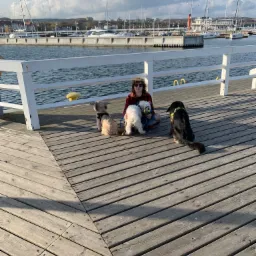 Osoba w czerwonej koszuli w kratę siedzi na drewnianym molo z trzema psami różnych ras i rozmiarów, w tle widok na marinę z jachtami i łodziami pod żaglami.