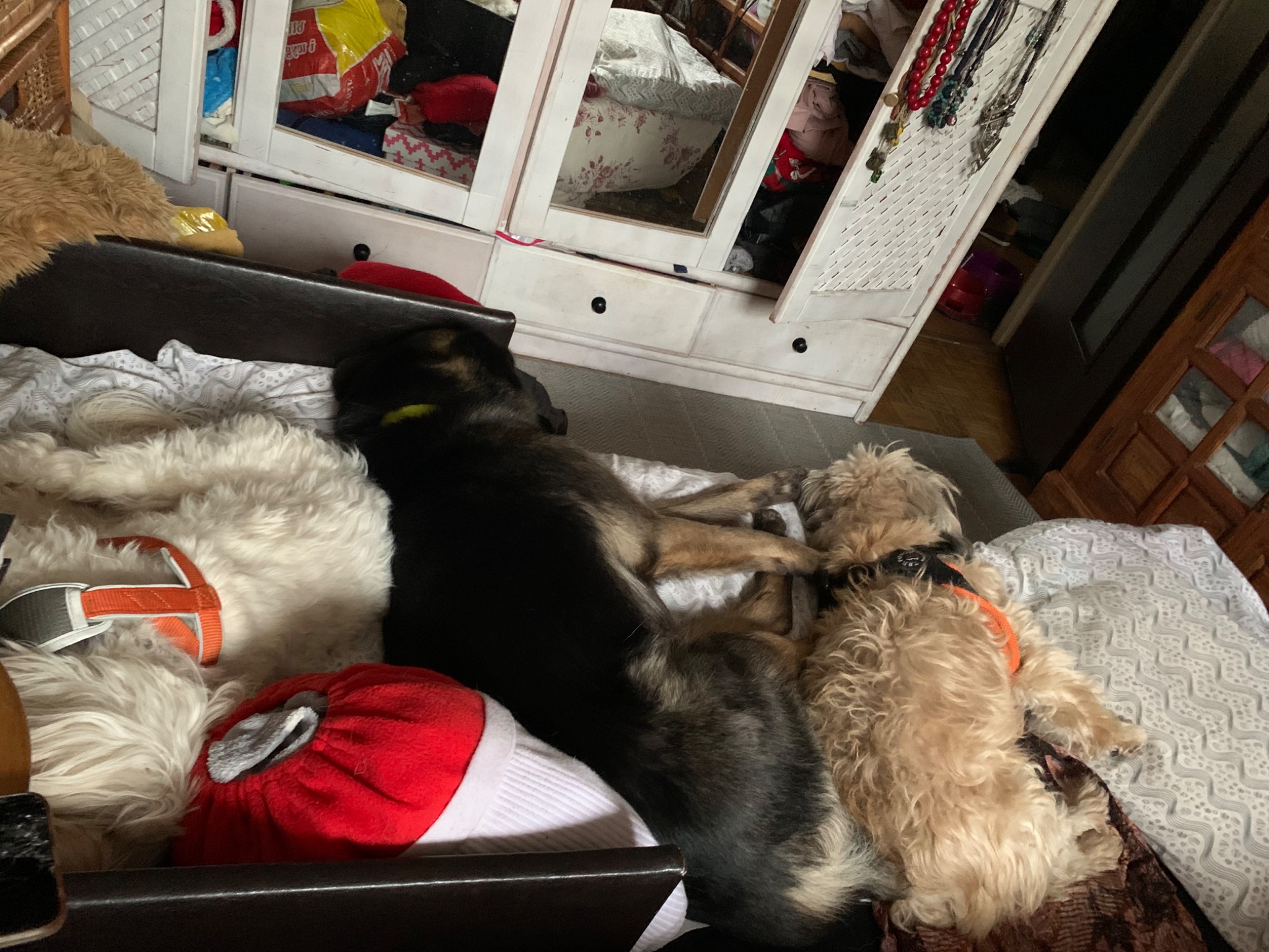 Dwa śpiące psy na łóżku w pokoju, jeden czarny z brązowymi łapami, drugi beżowy w szelkach, w tle biała szafa z lustrami i widoczne ubrania w środku.