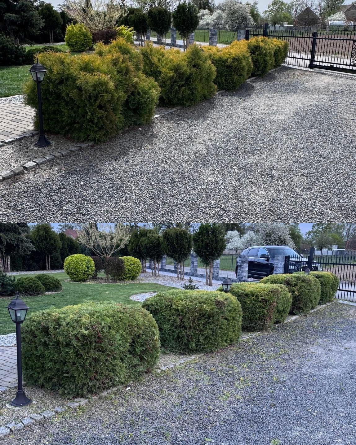 Równy szpaler strzyżonych, kulistych krzewów iglastych wzdłuż żwirowej ścieżki. W tle trawnik z drzewami i krzewami ozdobnymi, brama wjazdowa.