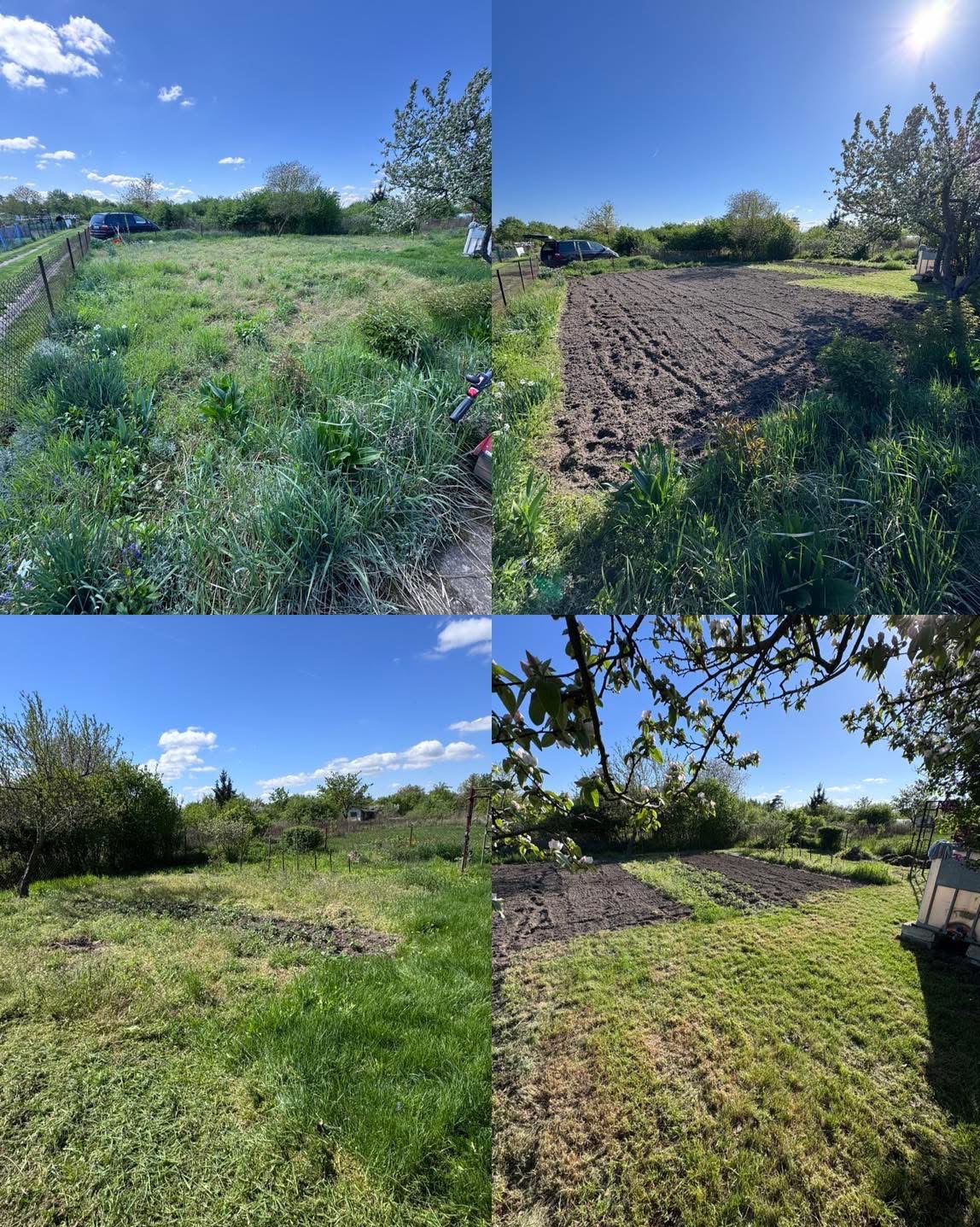 Czteropanelowe ujęcie ogrodu przed i po przekopaniu, ukazujące różnicę w wyglądzie trawy i ziemi, z widocznymi drzewami i niebem w tle, w słoneczny dzień.