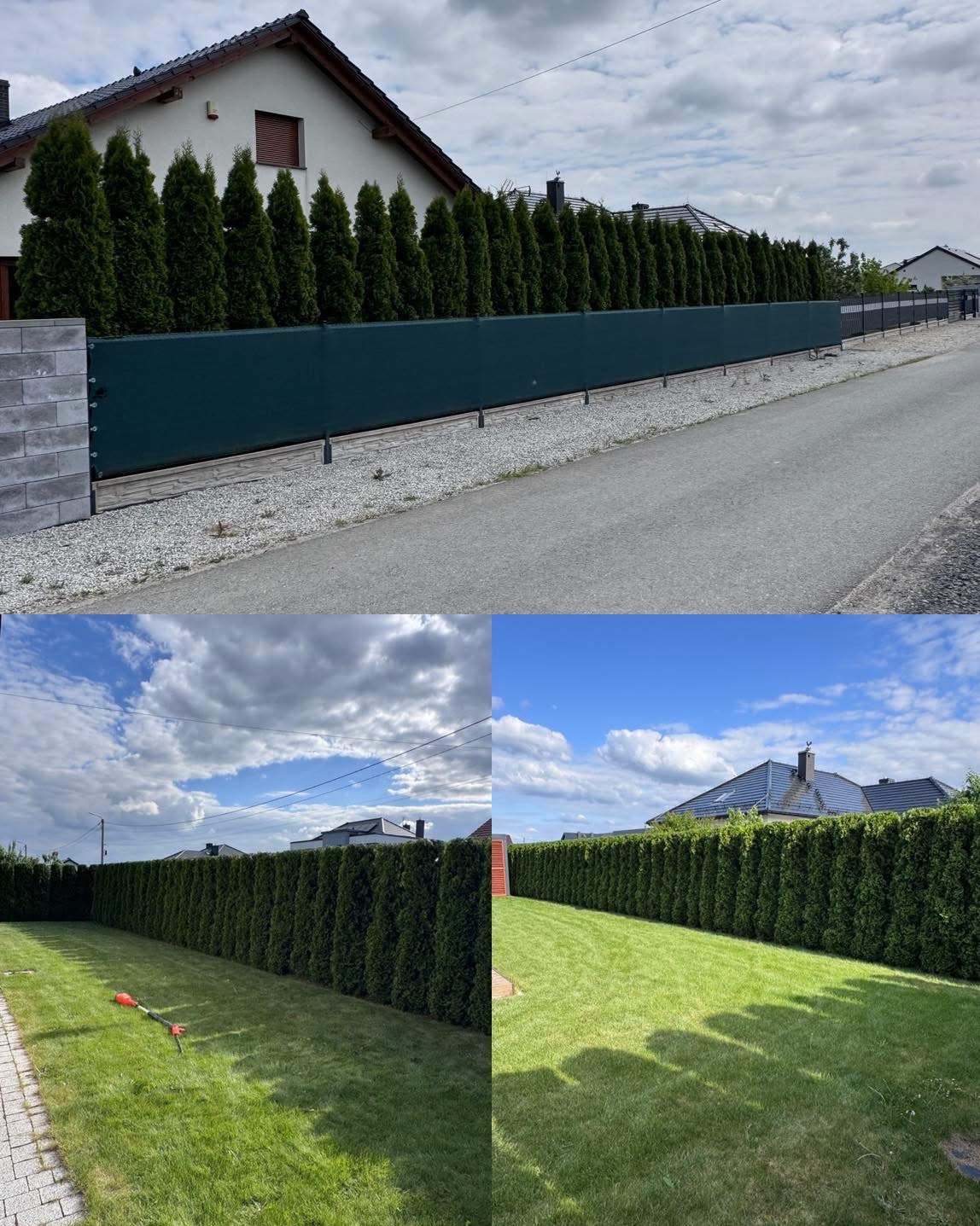Przycięty żywopłot z tui, widoczny z dwóch perspektyw: od strony ulicy z zielonym ekranem i od strony ogrodu z równo przystrzyżonym trawnikiem.