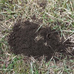 Piotr - Bramy Wjazdowe Kostrzyn