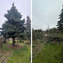 Forest-Plus - Świetna Wycinka Drzew Bydgoszcz