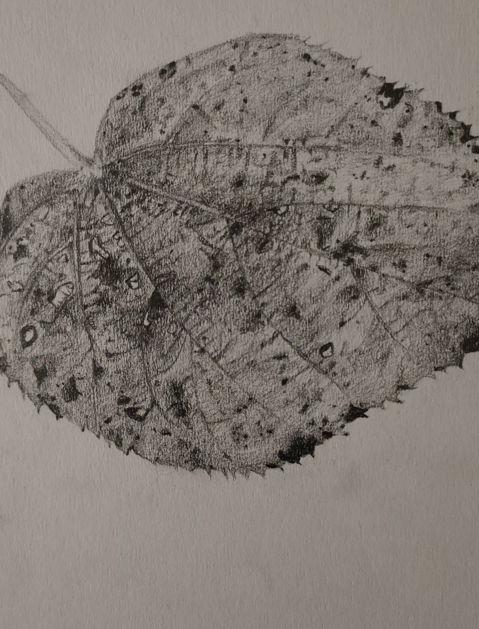 Szkic ołówkiem przedstawiający liść z wyraźnie zaznaczonymi nerwami i nieregularnymi brzegami na gładkim, jasnym tle.