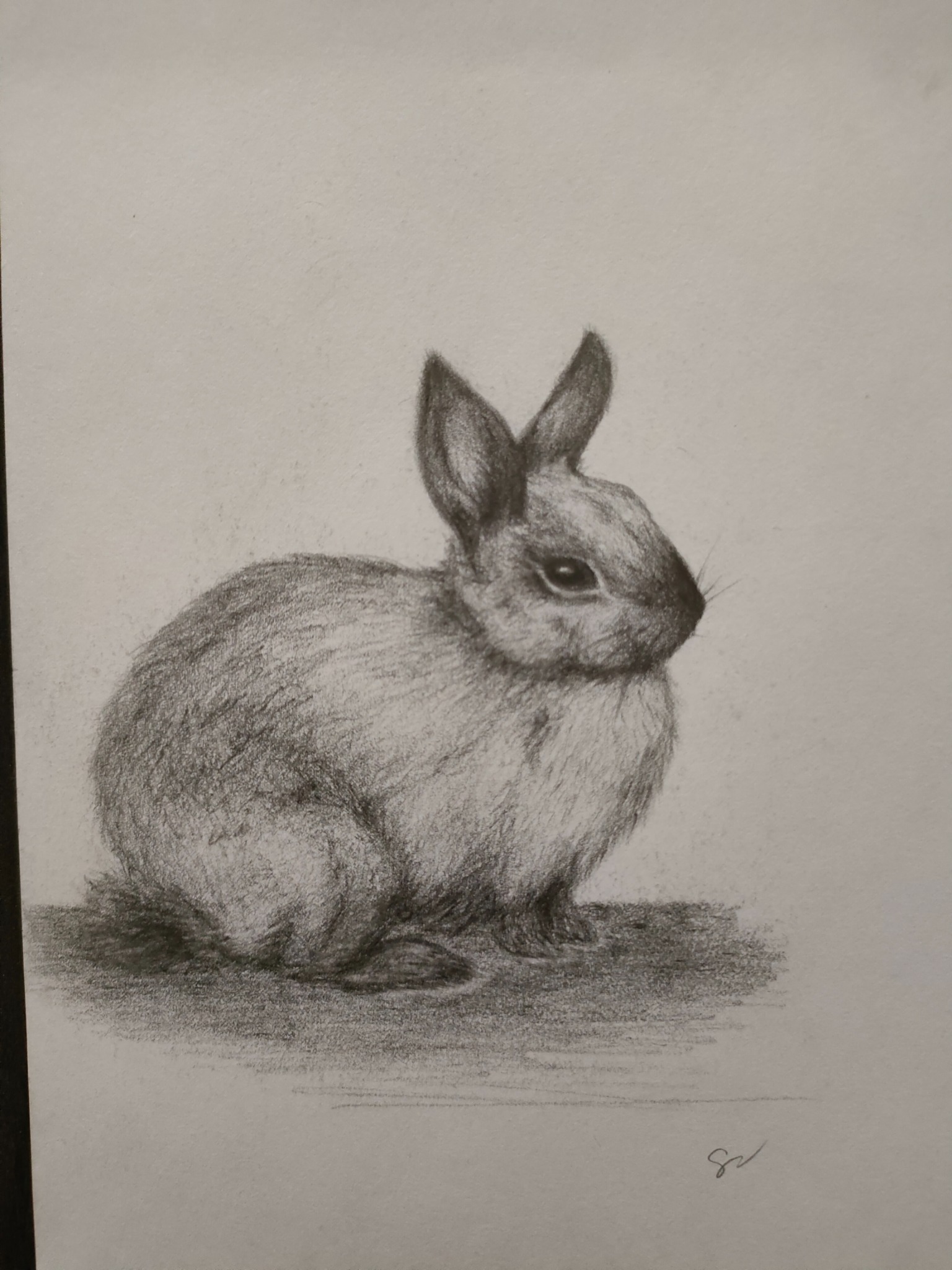 Szkic ołówkiem przedstawiający królika w pozycji siedzącej, z widocznymi detalami futra i delikatnym cieniowaniem, na papierze o fakturze z sygnaturą autora w prawym dolnym rogu.