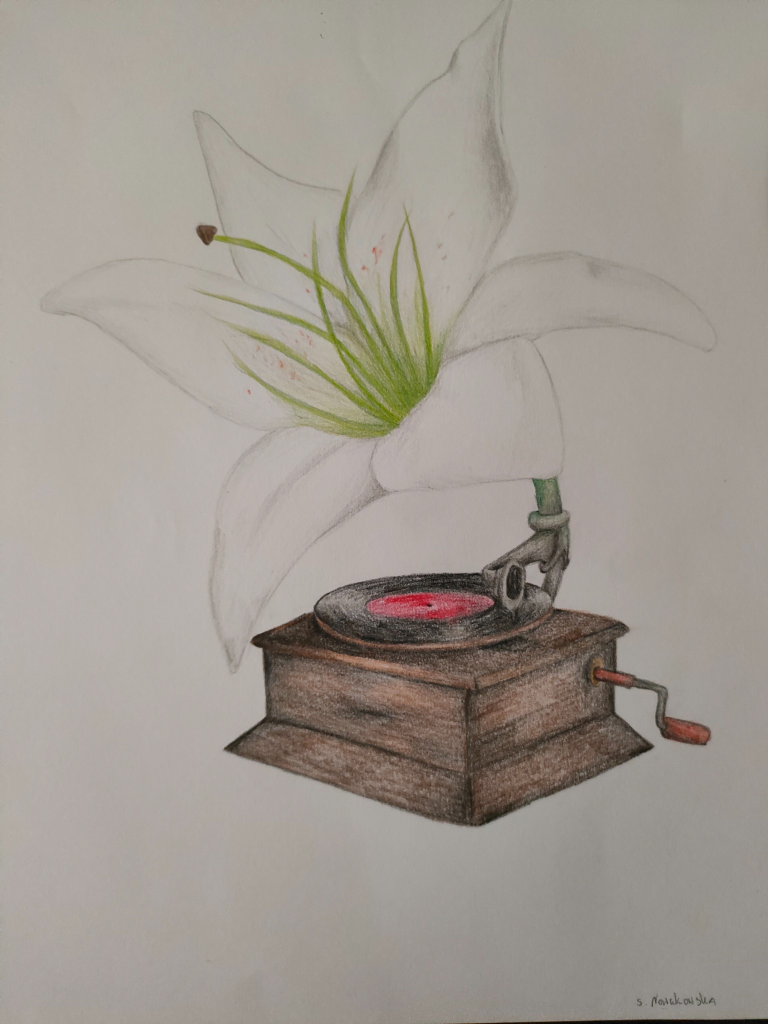 Ręcznie rysowany obrazek przedstawiający białą lilię wyrastającą z gramofonu z czerwoną płytą.