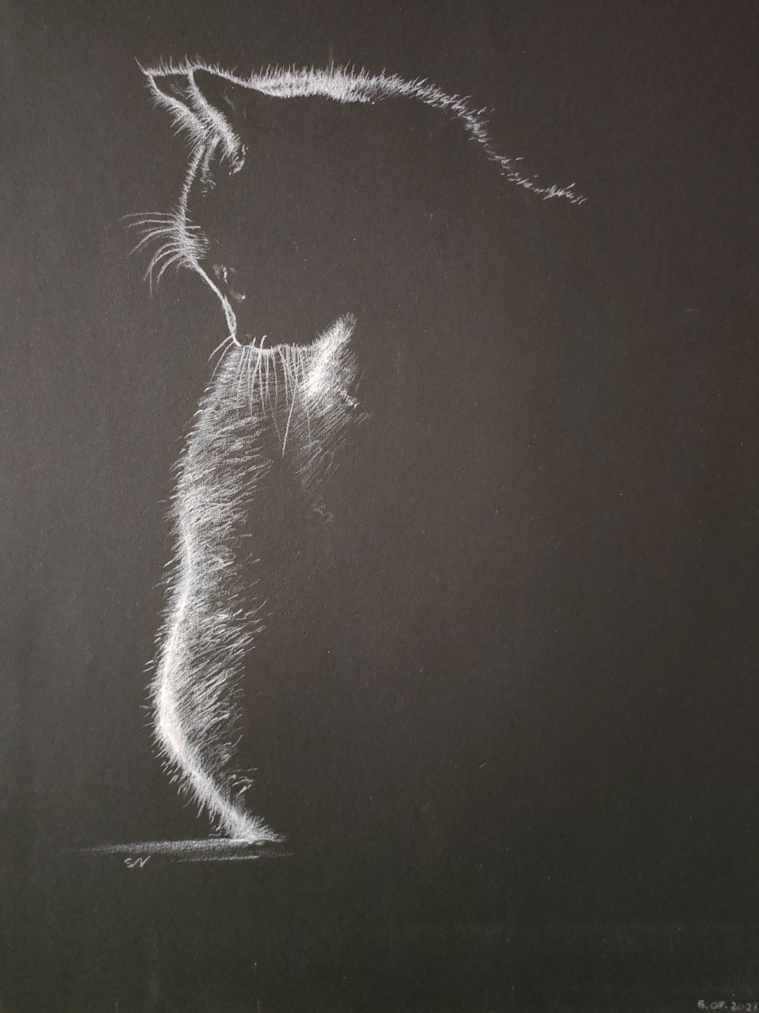 Czarno-biały rysunek kota z profilu, wykonany kredą na czarnym papierze, z widocznymi detalami futra i wąsów, podpisany w prawym dolnym rogu.