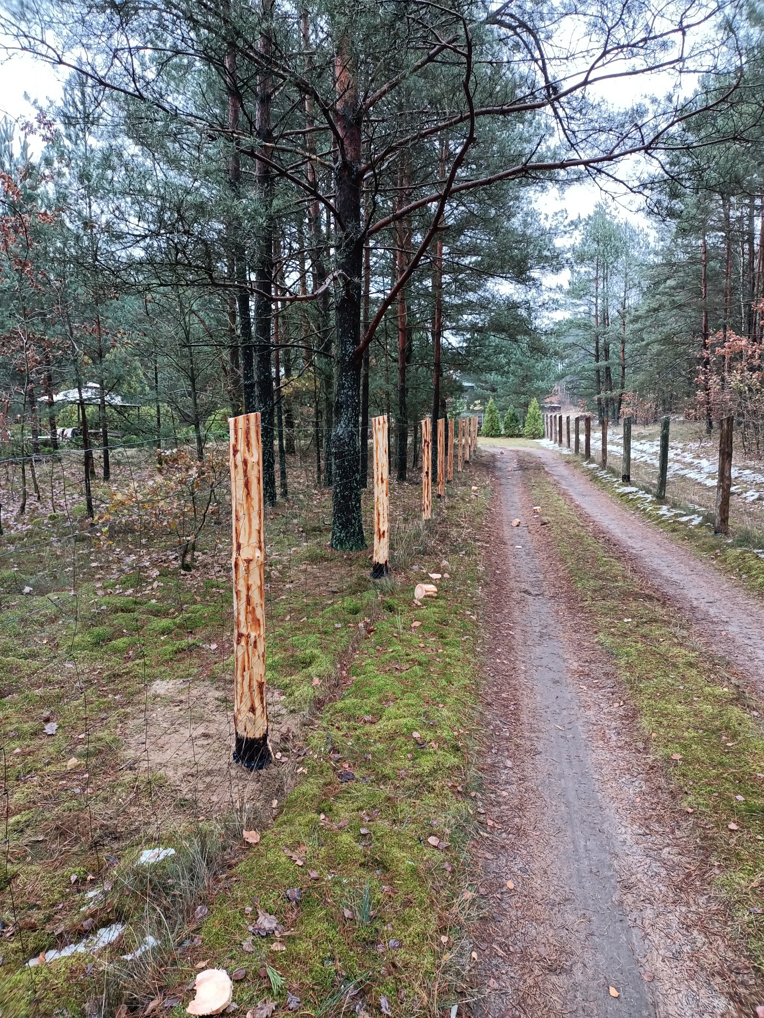 Świeżo postawione, oheblowane słupki ogrodzeniowe z siatką w lesie, widoczne ślady kory, w tle leśna droga i budynek.