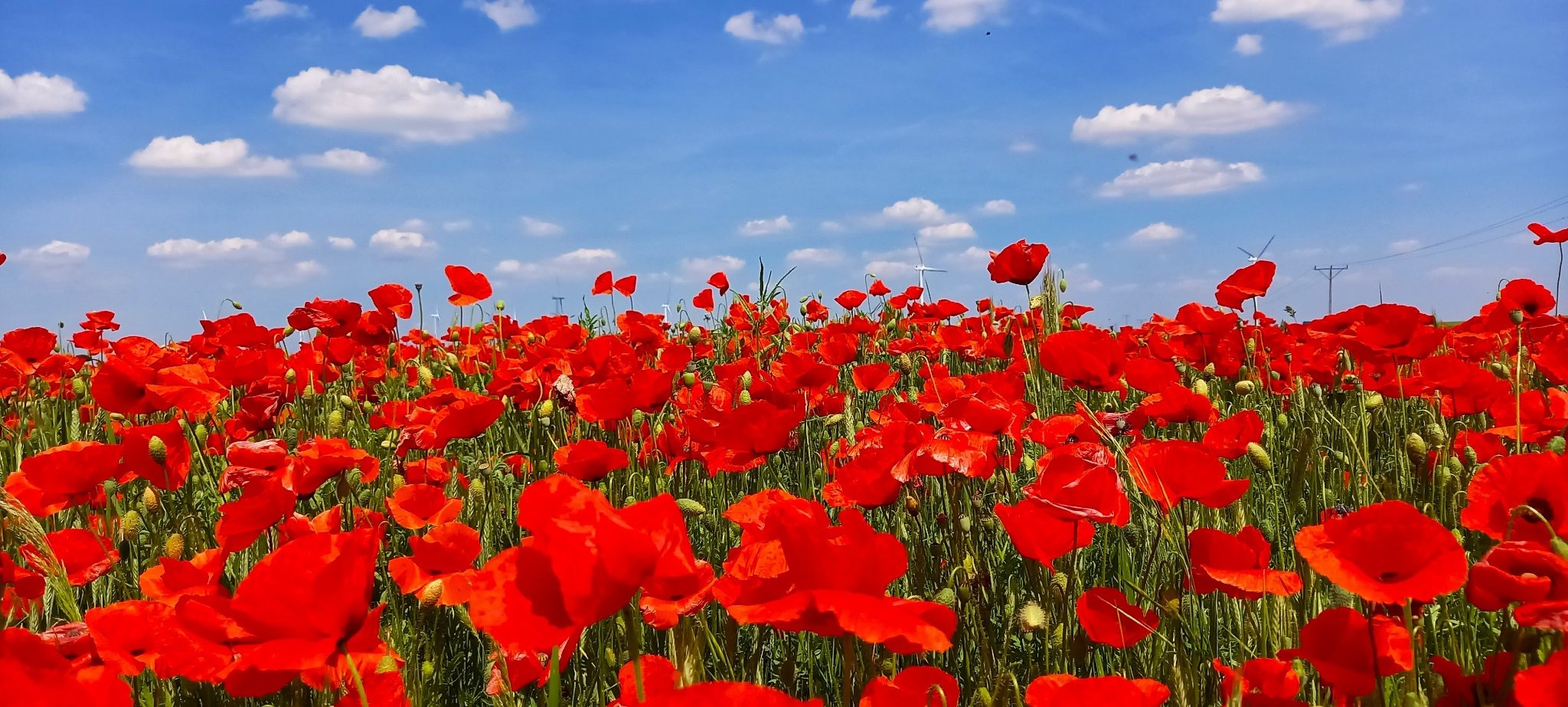 Pole czerwonych maków w pełnym rozkwicie pod błękitnym niebem z białymi obłokami, w tle widoczne turbiny wiatrowe i słupy energetyczne.