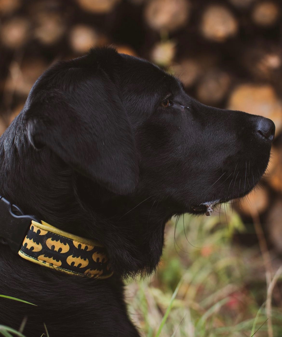 Profil czarnego labradora z żółto-czarną obrożą z motywem Batmana, na tle stosu drewna i trawy.