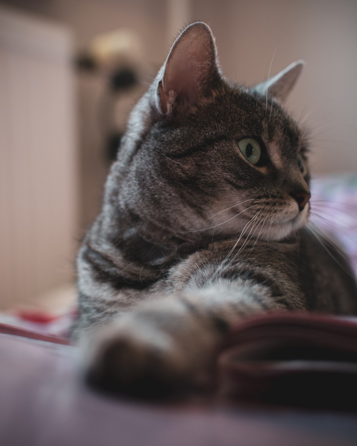 Portret pręgowanego kota z zielonymi oczami, leżącego na różowej pościeli, z lekko rozmazanym pierwszym planem.