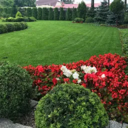 Perfekcyjnie utrzymany trawnik z regularnymi pasami świeżo skoszonej trawy, obrzeża z kulistych krzewów i rabata z czerwono-białych begonii, w tle rząd strzyżonych tuj i dom z czerwoną dachówką.