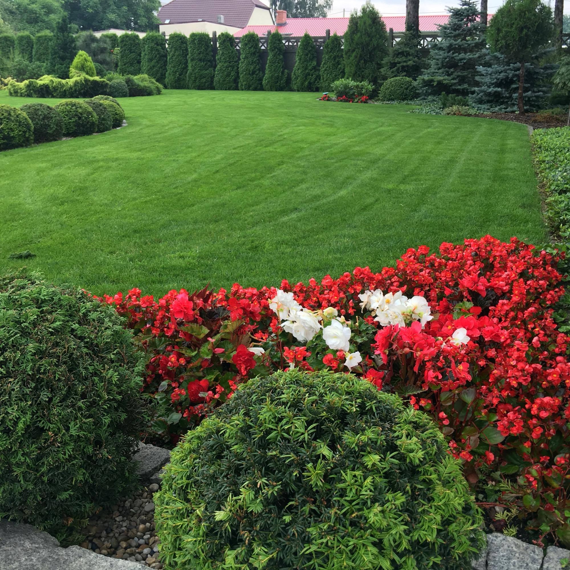Perfekcyjnie utrzymany trawnik z regularnymi pasami świeżo skoszonej trawy, obrzeża z kulistych krzewów i rabata z czerwono-białych begonii, w tle rząd strzyżonych tuj i dom z czerwoną dachówką.