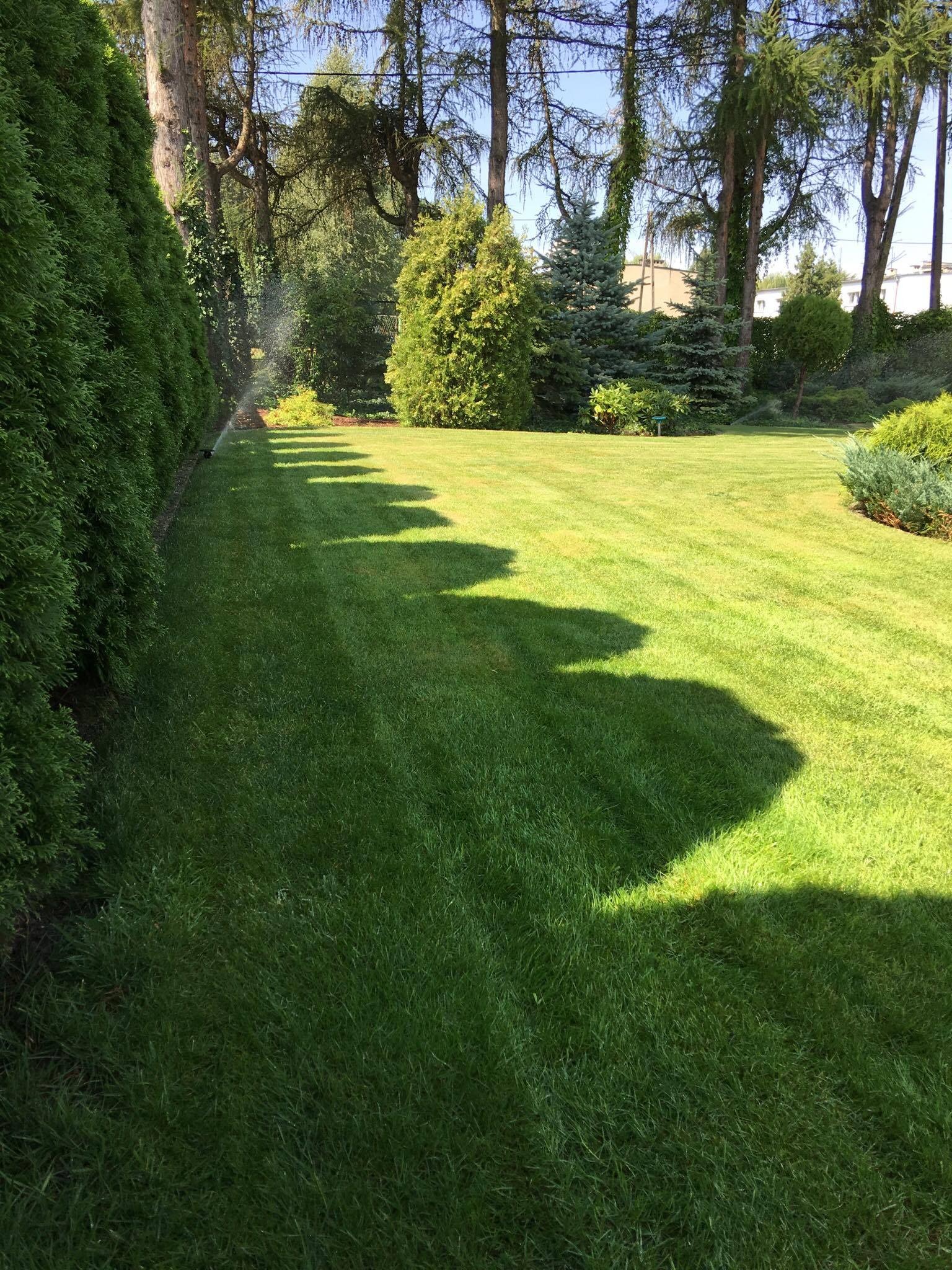 Automatyczne nawadnianie trawnika w ogrodzie z zielonymi tujami wzdłuż krawędzi, widoczne dysze rozpylające wodę.