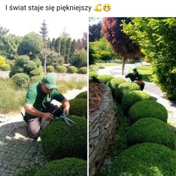 Andrzej Bursztynski - Przesadzanie Drzew Żnin