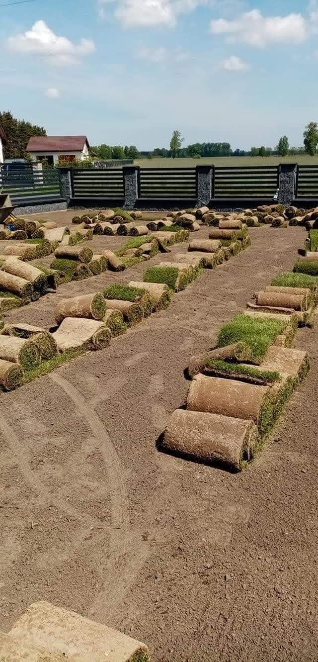 Rozłożone rolki świeżej darni na przygotowanym podłożu z widocznymi śladami opon, w tle ogrodzenie posesji i budynek mieszkalny.