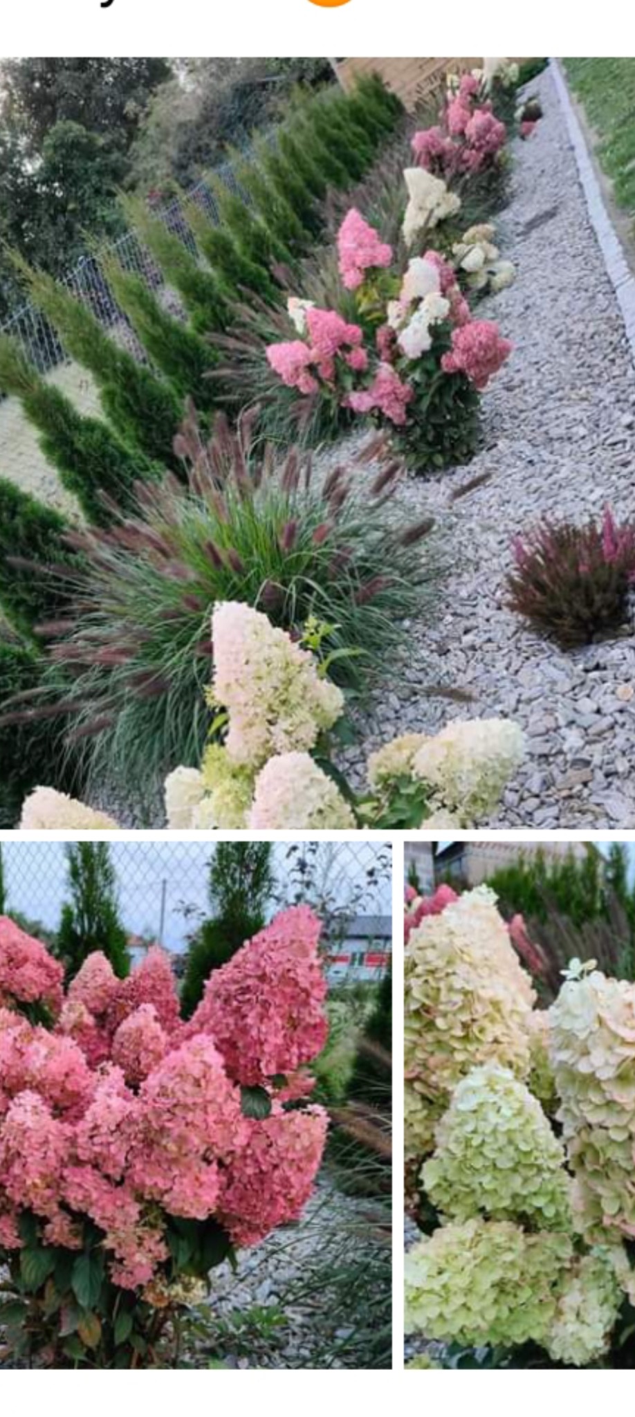 Rabata z kwitnącymi hortensjami w odcieniach różu i bieli, obok strzyżonych tuj i ozdobnych traw, wysypana drobnym białym kamieniem.