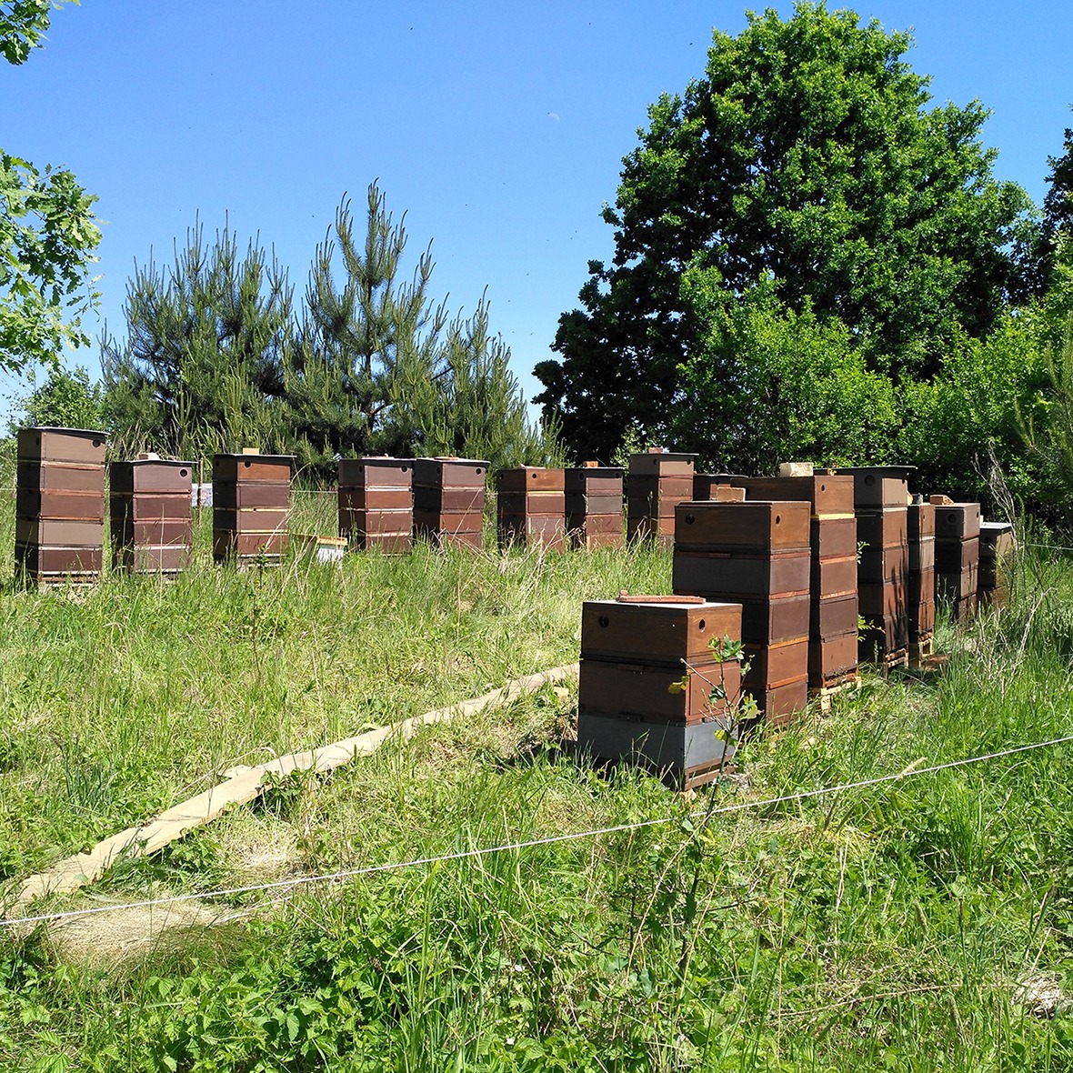 Ustawione w rzędach ule na łące z wysoką trawą, w tle drzewa iglaste i liściaste pod błękitnym niebem.