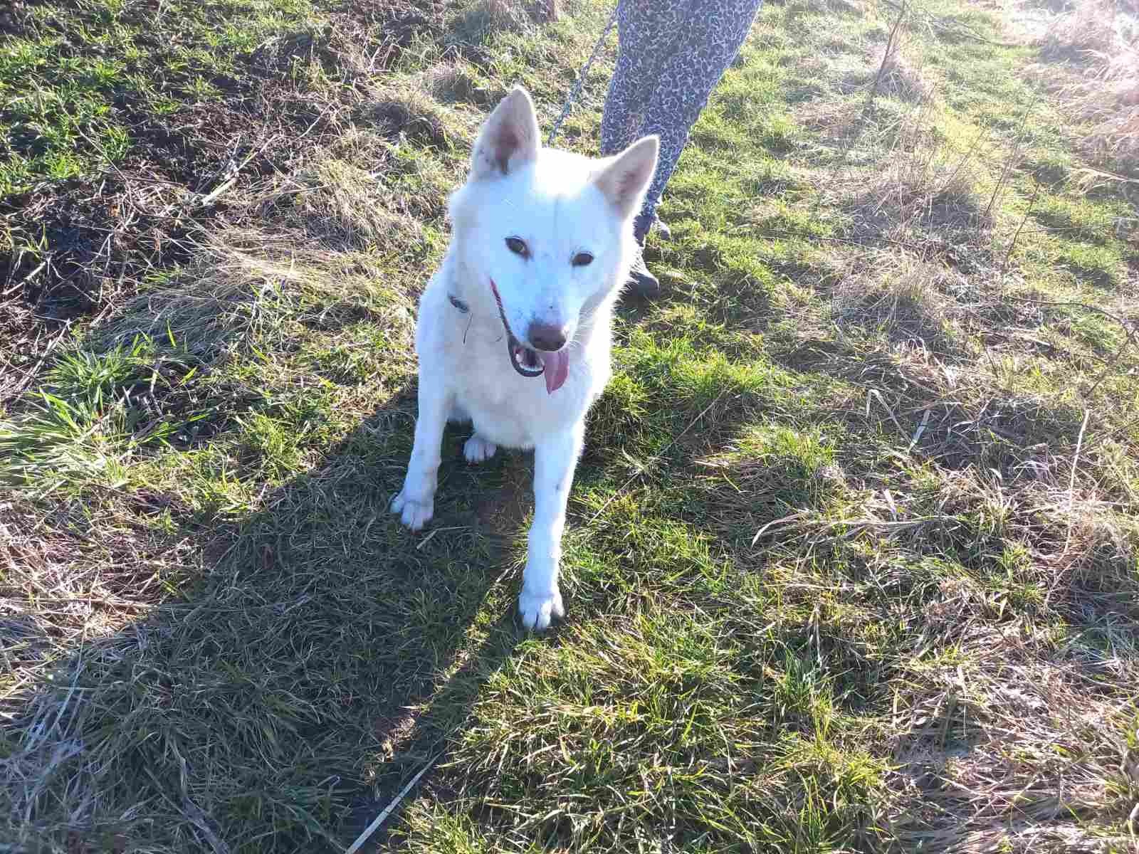 Biały pies rasy husky z różowym językiem siedzi na trawie, smycz w rękach opiekuna w tle.
