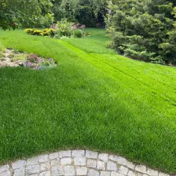 Trawa z rolki po 2 tygodniach od położenia