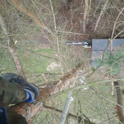 Wycinka drzew Sopot 4