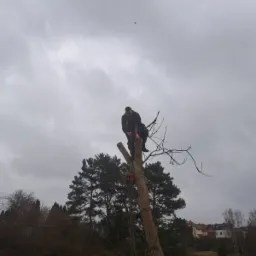 Mężczyzna w uprzęży, na szczycie ściętego drzewa, z piłą spalinową, na tle pochmurnego nieba i zabudowań.