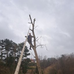 Jeko - Wyjątkowe Nasadzanie Drzew w Sopocie