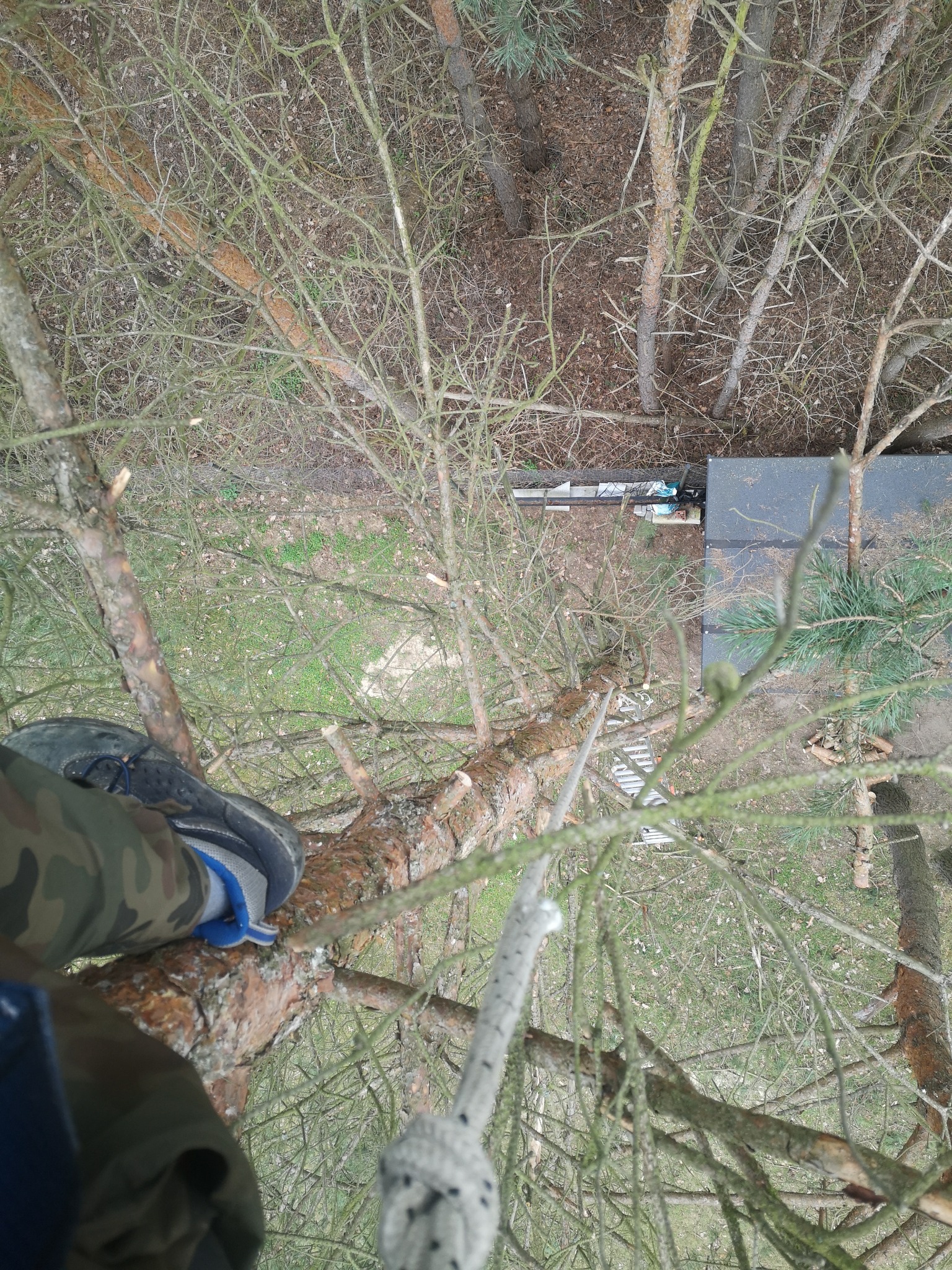 Widok z góry na drzewo podczas prac, stopa w wojskowym bucie opiera się na gałęzi, widoczna lina i odcięte gałęzie, w tle drabina oparta o drzewo.