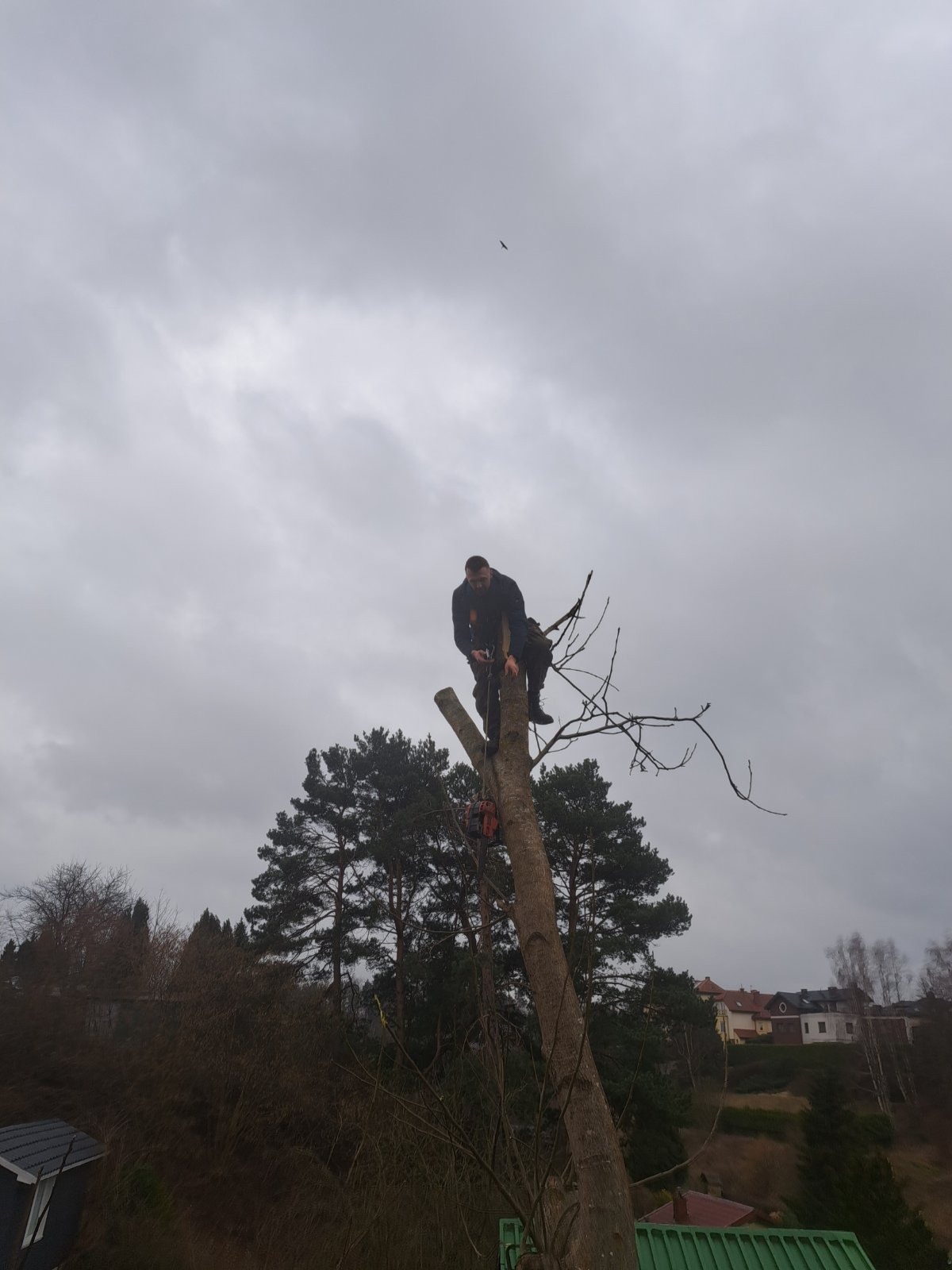 Mężczyzna w uprzęży, na szczycie ściętego drzewa, z piłą spalinową, na tle pochmurnego nieba i zabudowań.