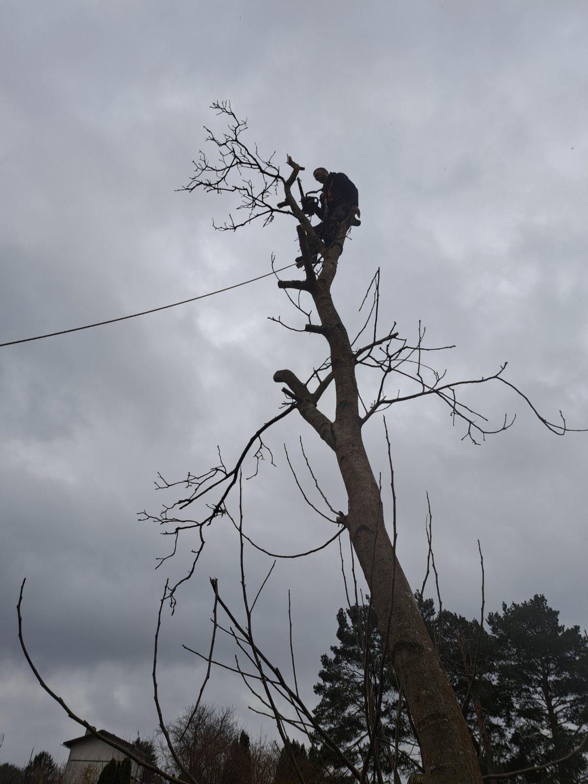 Pracownik na wysokości, zabezpieczony linami, przycina gałęzie drzewa za pomocą piły spalinowej na tle pochmurnego nieba.