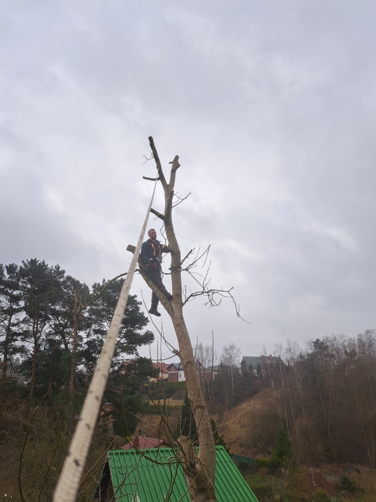 Arborysta w uprzęży, zabezpieczony liną, siedzi na pniu ogołoconego drzewa, na tle pochmurnego nieba i zabudowań.