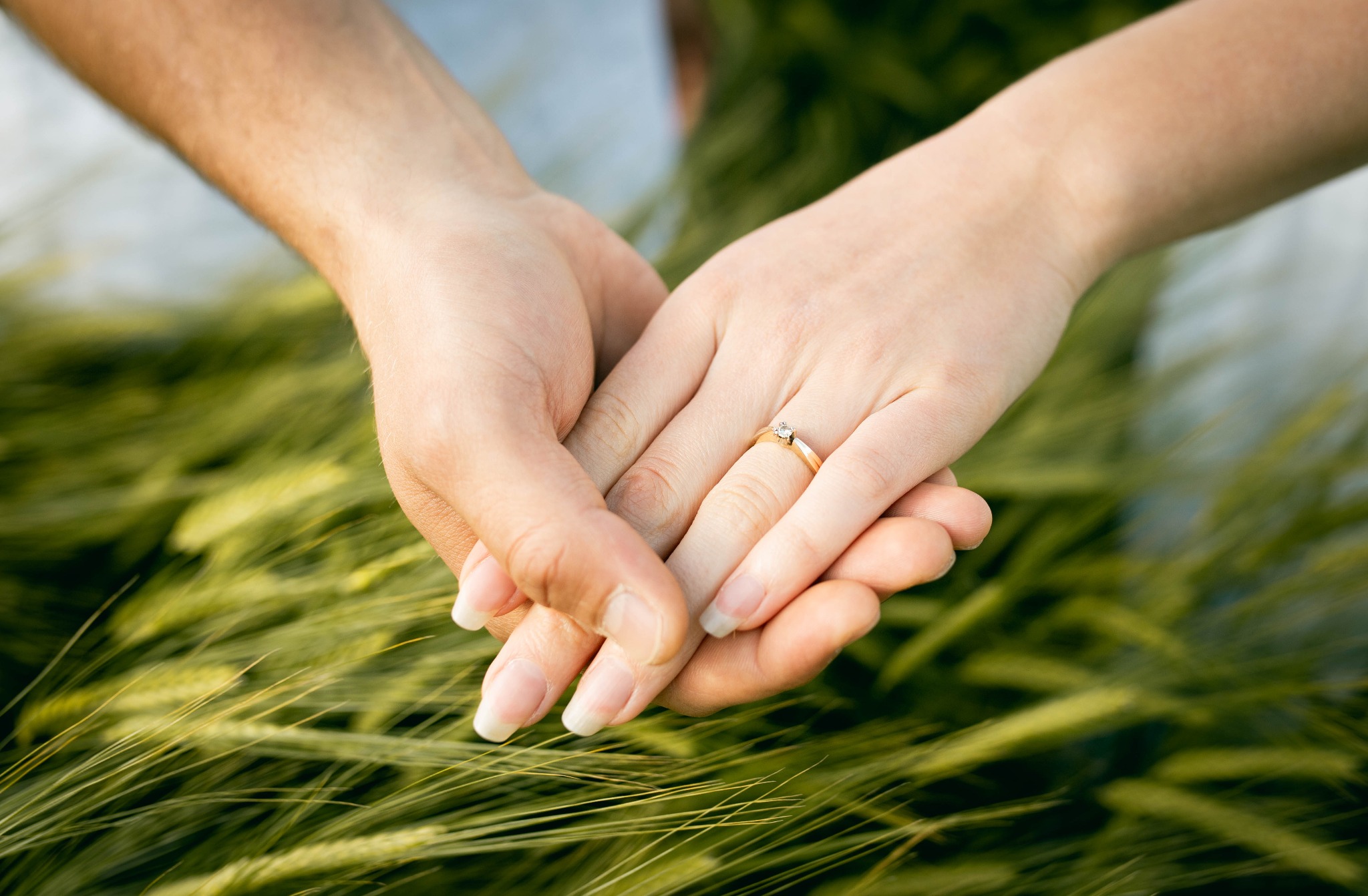 Złączone dłonie pary, kobieca z pierścionkiem zaręczynowym na tle pola zboża.