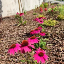 Rząd kwitnących, różowych jeżówek na rabacie wysypanej korą, z młodymi drzewkami i betonowym murem w tle, w słoneczny dzień.