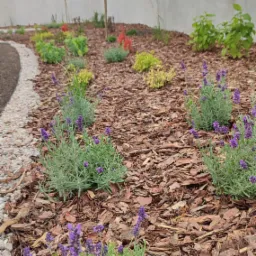 Rabata z lawendą i korą drzewną, obrzeże z jasnych kamieni, w tle biały mur i czerwony samochód z napisem 'ogrody'.
