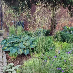 Kępa trawy ozdobnej z delikatnymi kwiatostanami na tle muru z czerwonej cegły i zieleni innych roślin, obok ścieżka z kostki brukowej.